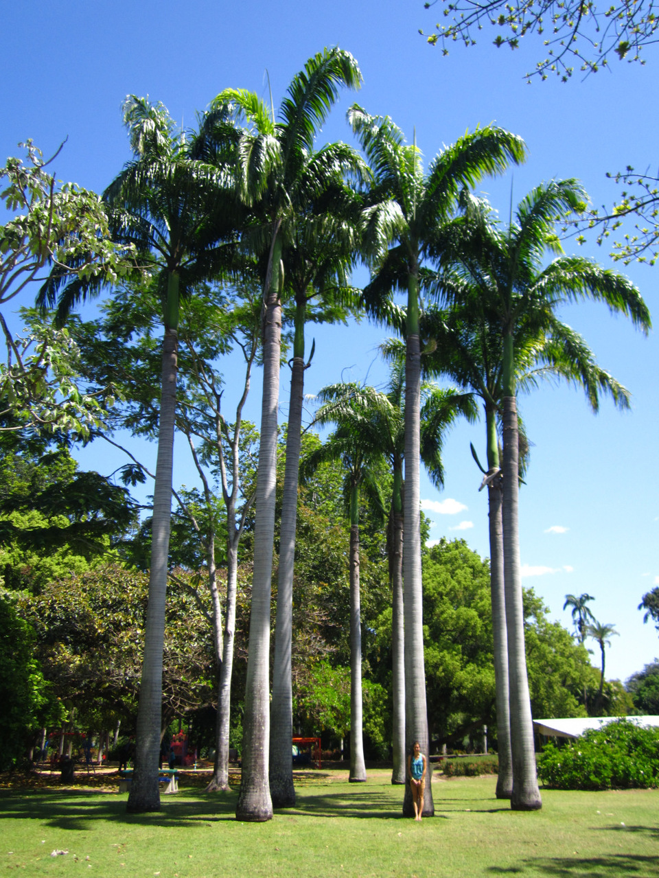 Photo of Rockhampton Botanic Gardens, Spencer St, West Rockhampton QLD, Australia by Jemima Durnford