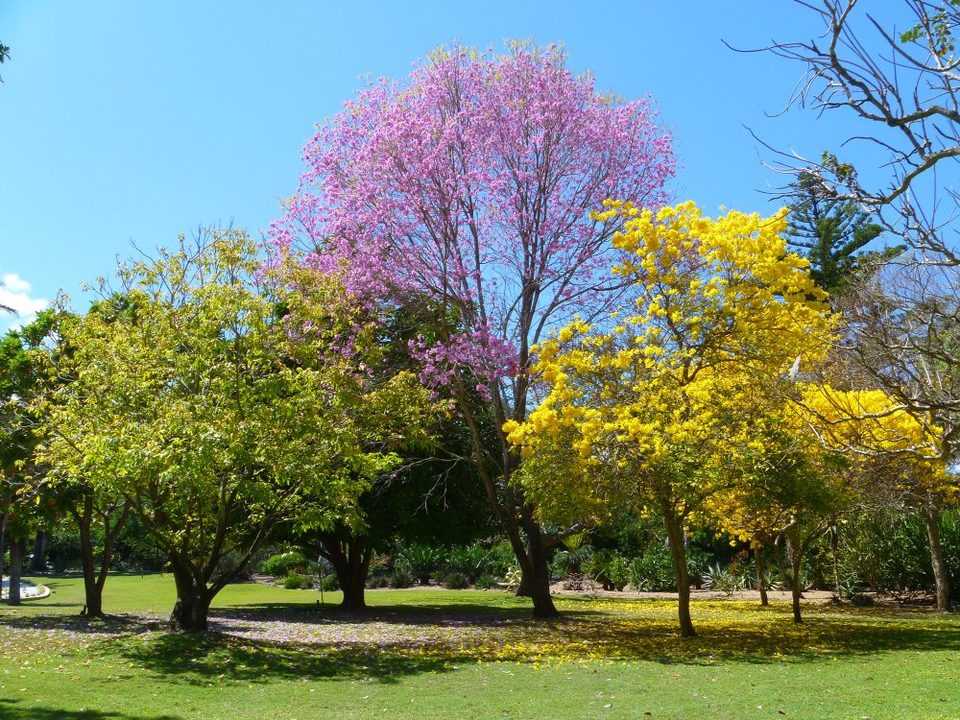 Photo of Rockhampton Botanic Gardens, Spencer St, West Rockhampton QLD, Australia by Jemima Durnford