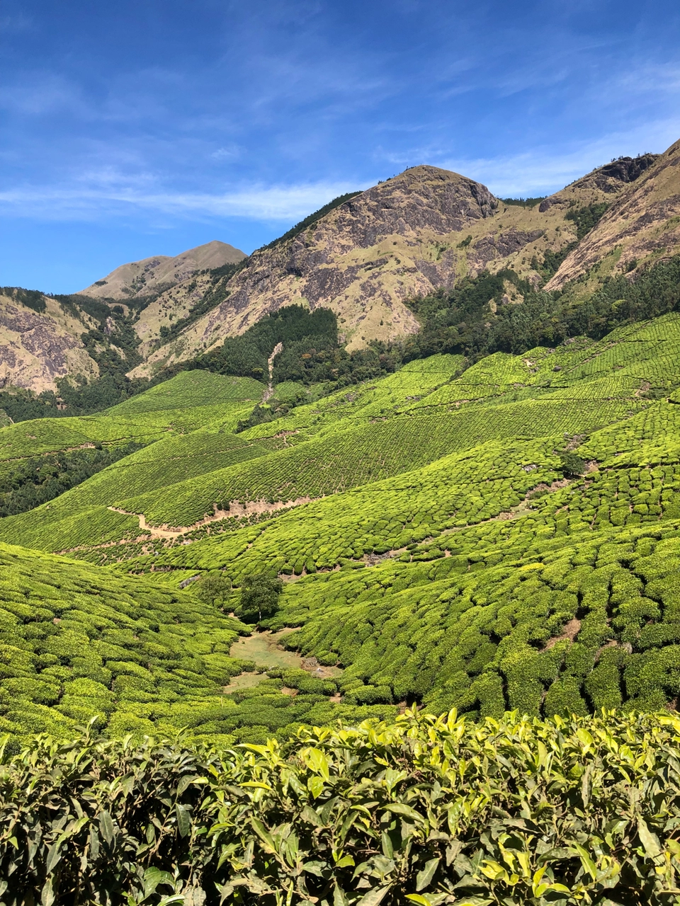 Photo of Kolukkumalai, Kottagudi, Tamil Nadu, India by Milcah Karnal