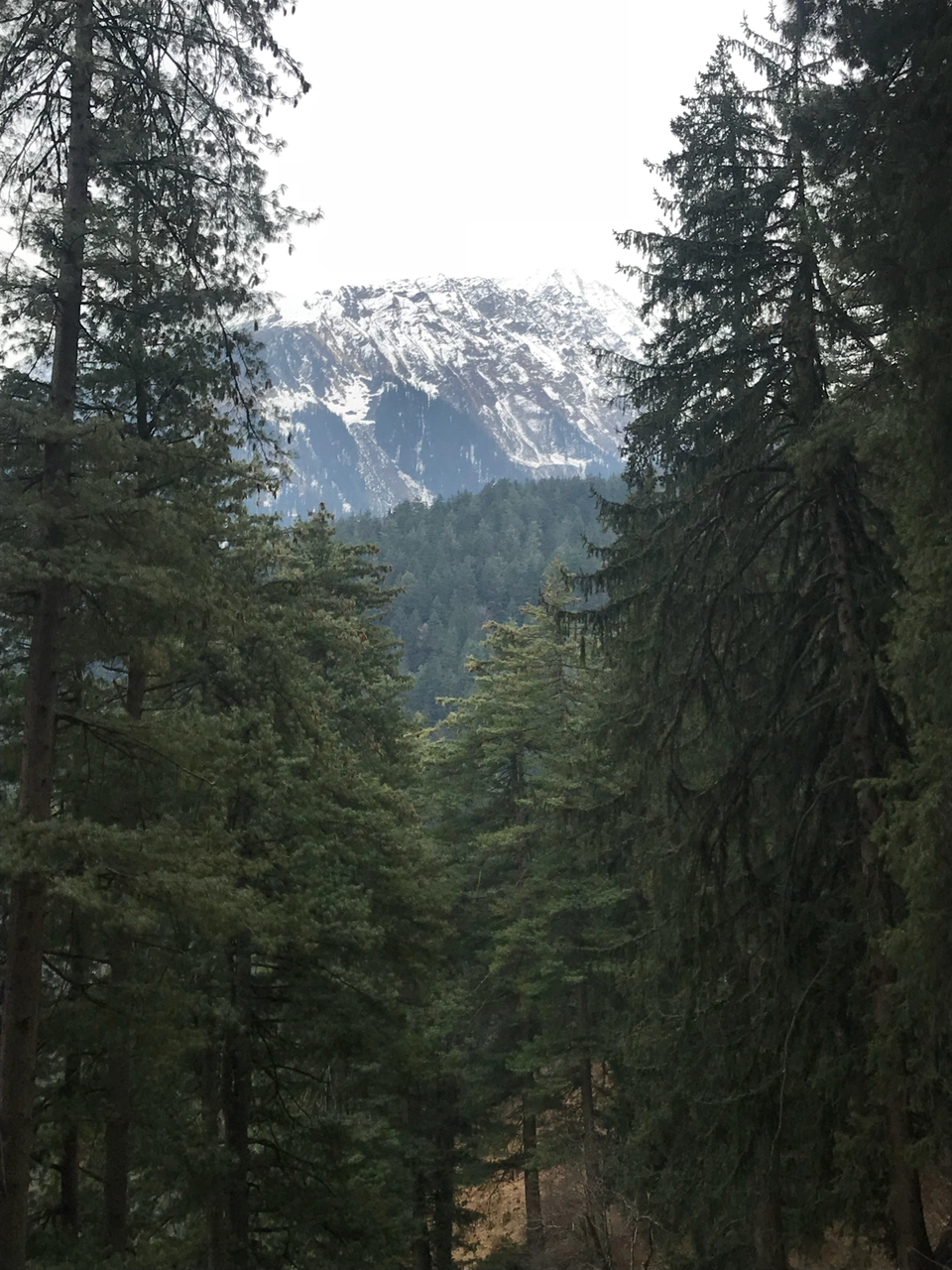 Photo of Old Manali, Manali, Himachal Pradesh, India by soul_on_stroll