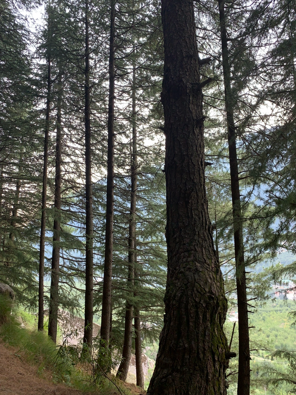 Photo of Manali, Himachal Pradesh, India by Radhika