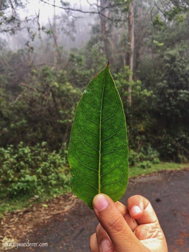 Photo of Offbeat Kodaikanal experiences by Divyakshi Gupta