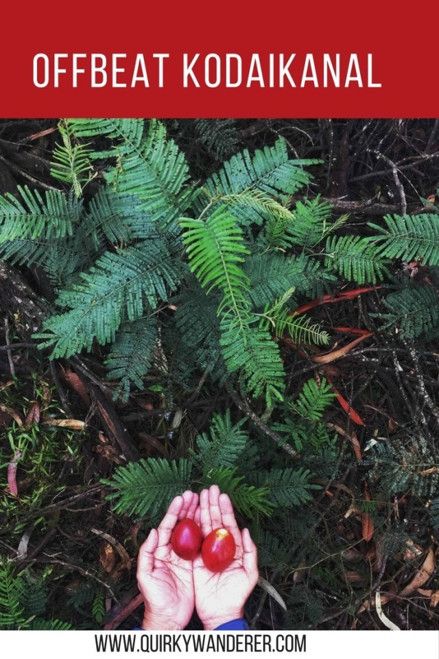 Photo of Offbeat Kodaikanal experiences by Divyakshi Gupta