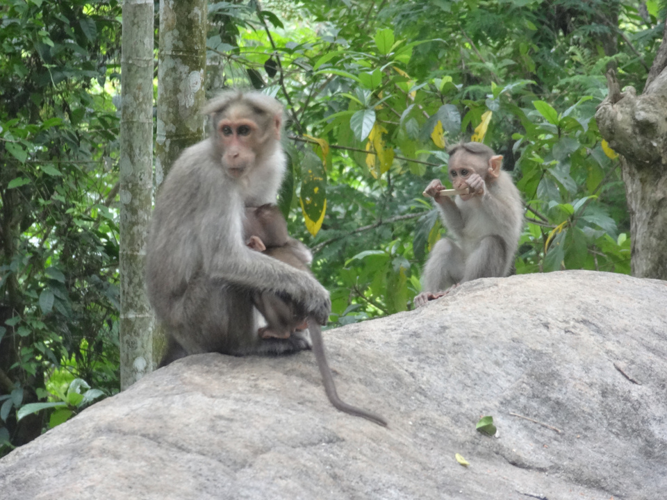Photo of Wayanad - Edakkal Caves - Day 1 - P1 7/12 by Prasath C S