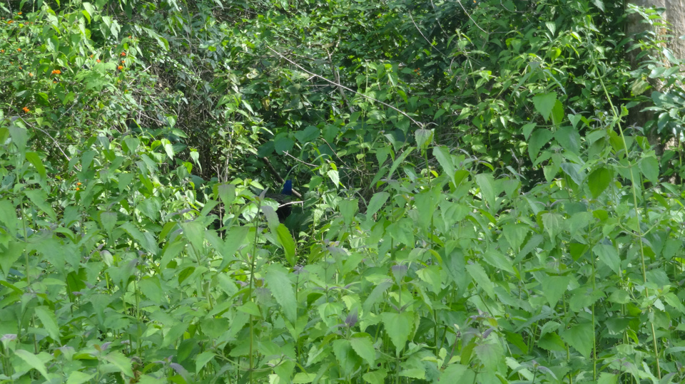 Photo of Wayanad - Wildlife Sanctuary - Day 2 - P3 by Prasath C S