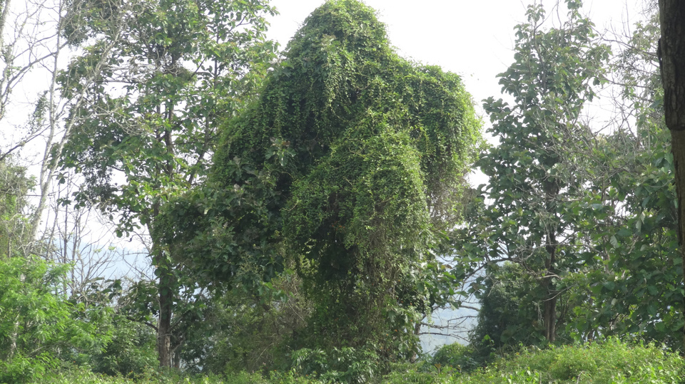 Photo of Wayanad - Wildlife Sanctuary - Day 2 - P3 by Prasath C S