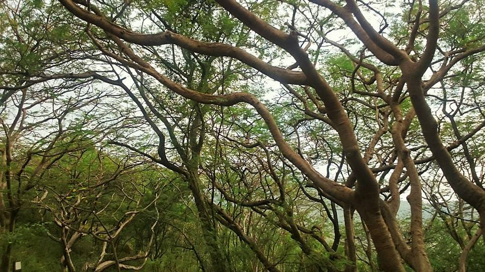 Photo of Yercaud: Jewel of the South/ Lake Forest 2/19 by Sudha Kumari
