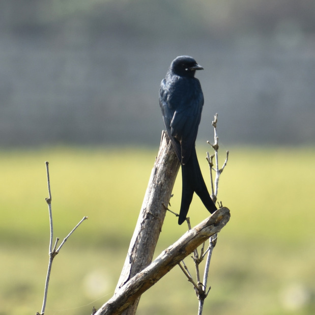 Photo of YELAGIRI- A DAY WITH MACAW #yelagirihills by karthy