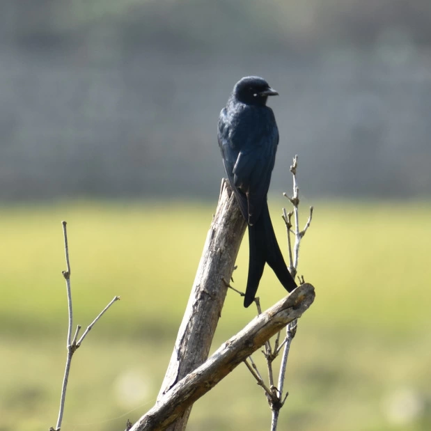 Photo of YELAGIRI- A DAY WITH MACAW #yelagirihills by karthy
