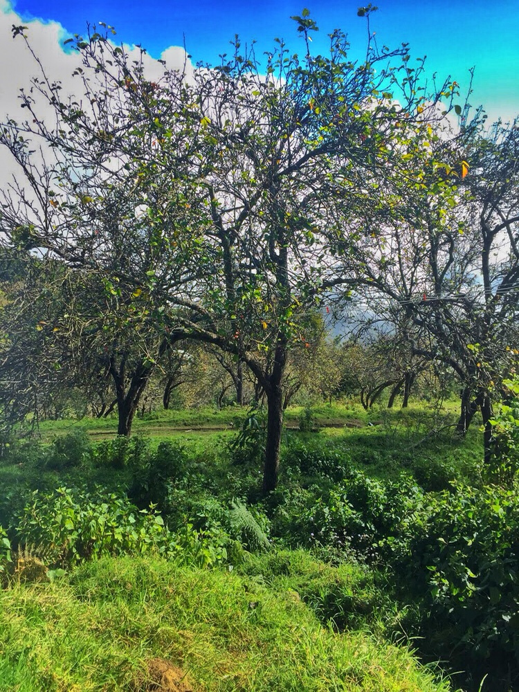 Photo of South India's town of clouds: Vattakanal by Kriti