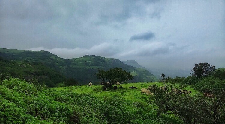 Photo of Raintreks : Harishchandragarh, the hidden treasure of Maharashtra by Kriti