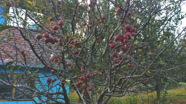 Photo of The Apple Village of Parvati : Kalga by Vrinda & Kriti