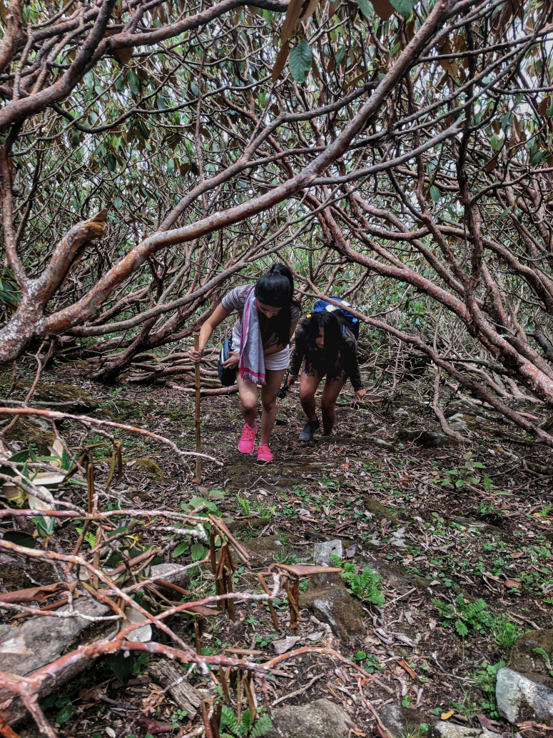 Photo of 3 Reasons why you need to do the Chandrashila Trek 3/12 by Kriti