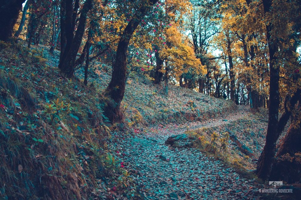 Photo of "A TREK TO NAG TIBBA SUMMIT" - by Anoop Verma
