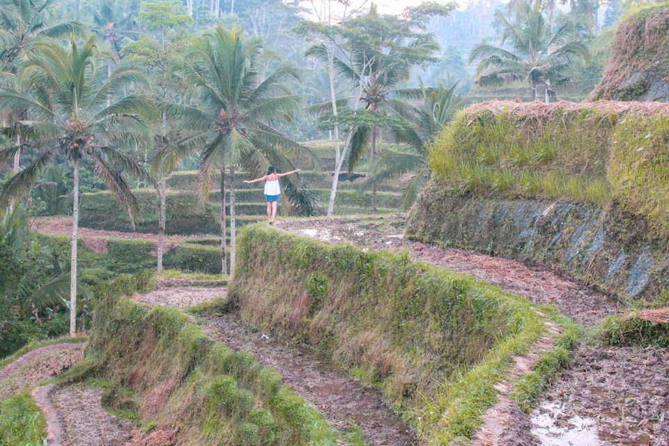 Photo of Tegallalang Rice Terrace, Jalan Raya Tegallalang, Tegallalang, Gianyar, Bali, Indonesia by Suvarna Arora