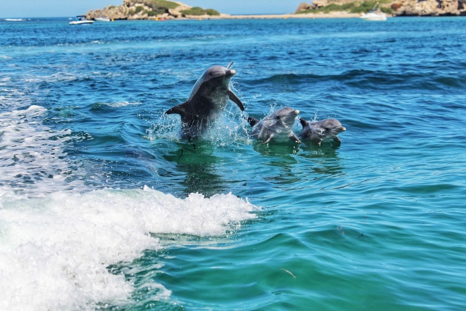Photo of Adventure Cruise - Dolphins, Sea lions and Penguins - Suvarna Arora by Suvarna Arora