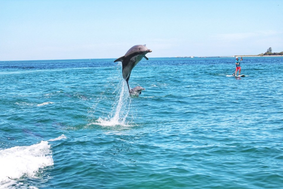 Photo of Adventure Cruise - Dolphins, Sea lions and Penguins - Suvarna Arora by Suvarna Arora