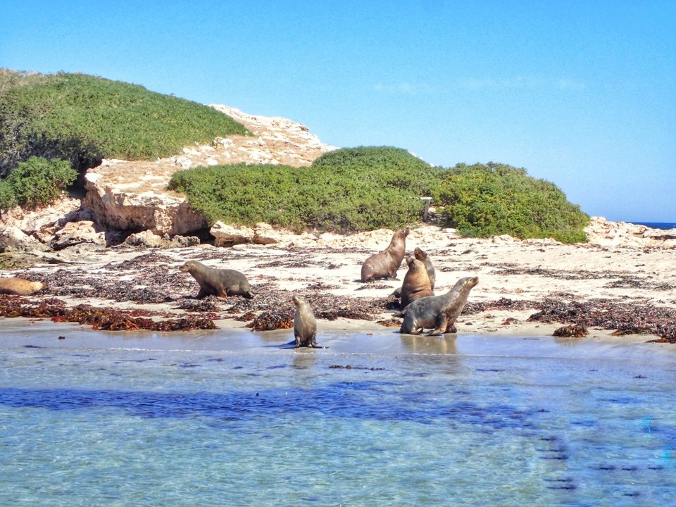 Photo of Adventure Cruise - Dolphins, Sea lions and Penguins - Suvarna Arora by Suvarna Arora