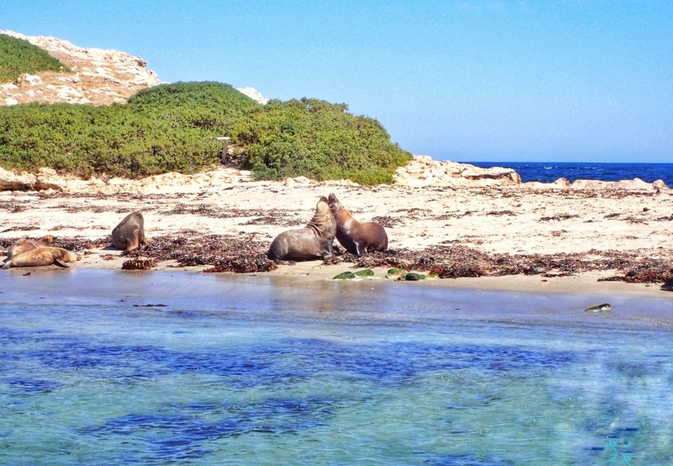 Photo of Adventure Cruise - Dolphins, Sea lions and Penguins - Suvarna Arora by Suvarna Arora