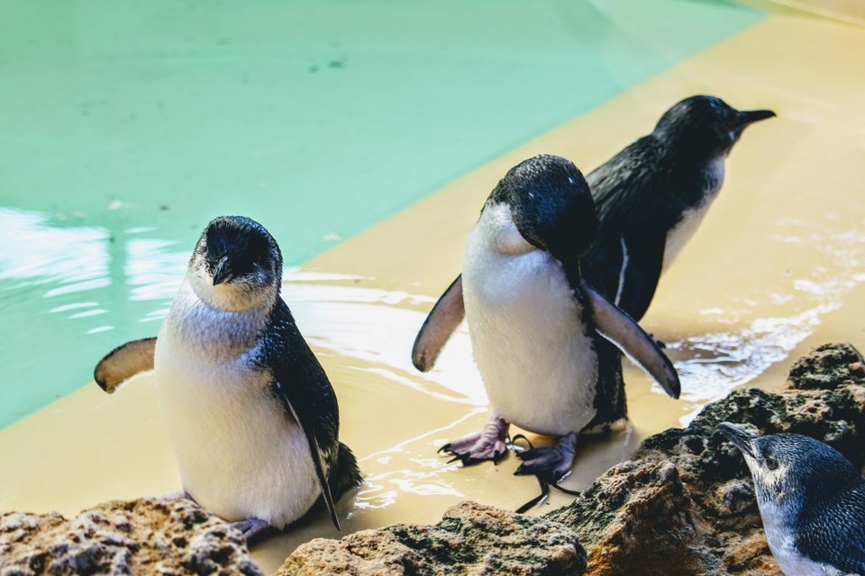 Photo of Adventure Cruise - Dolphins, Sea lions and Penguins - Suvarna Arora by Suvarna Arora
