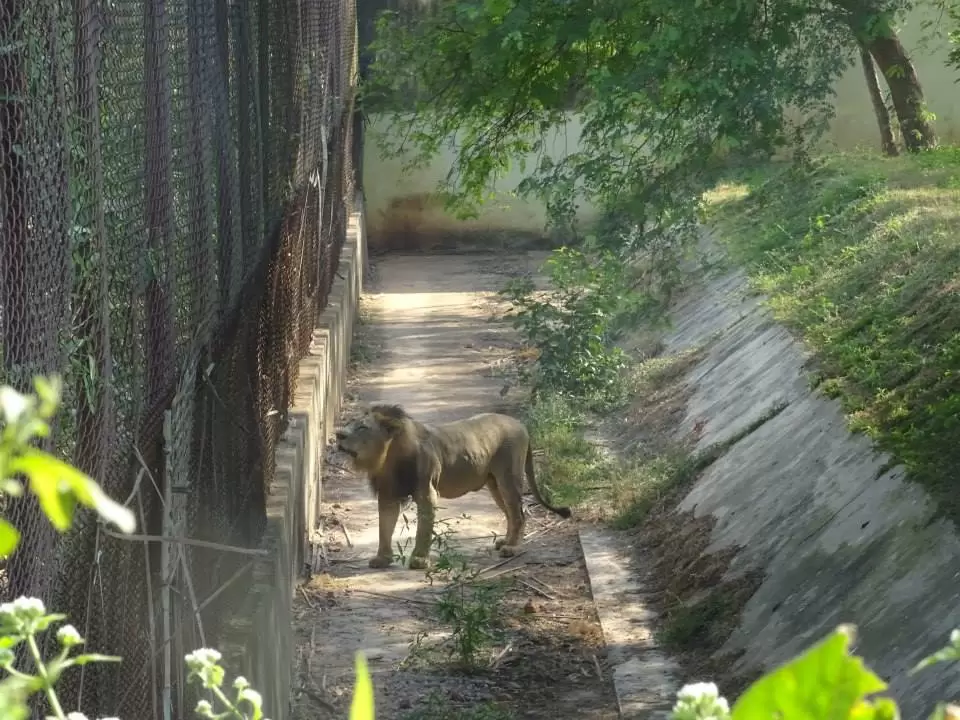 Photo of Nandankanan Zoological Park, Barang, Odisha, India by Sajna Ali