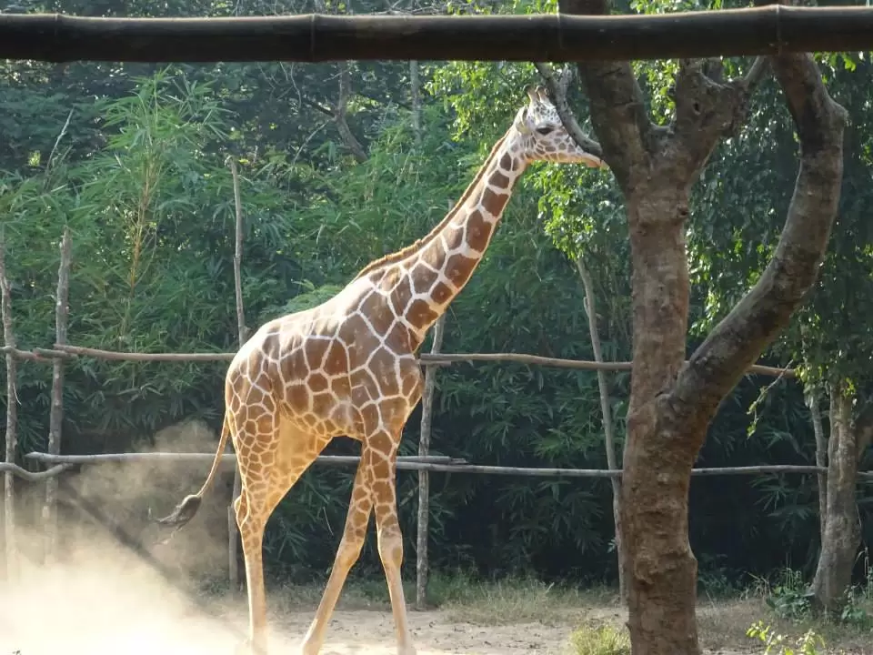Photo of Nandankanan Zoological Park, Barang, Odisha, India by Sajna Ali