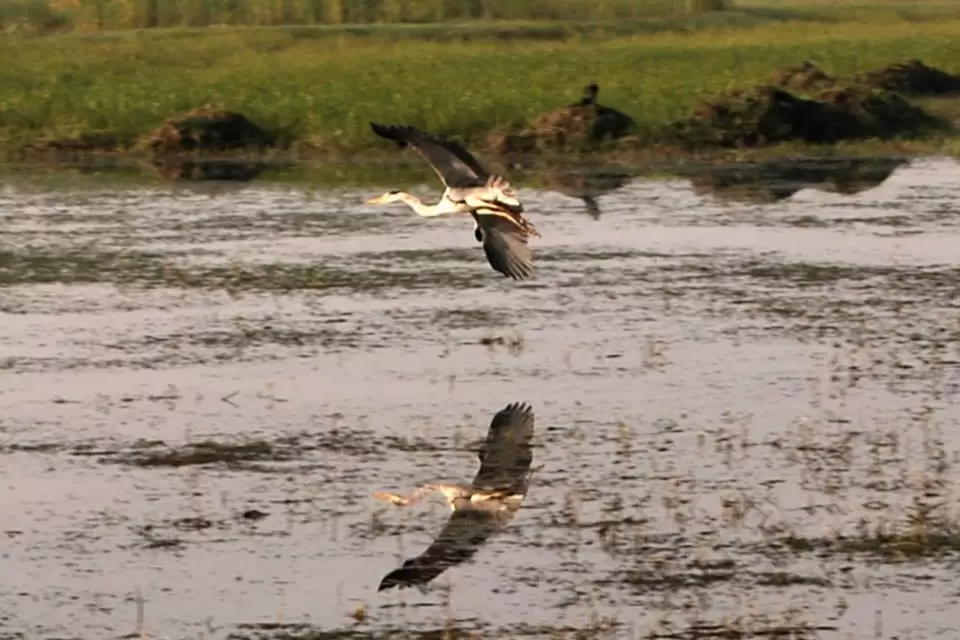 Photo of R S Pura by Nitish Arora
