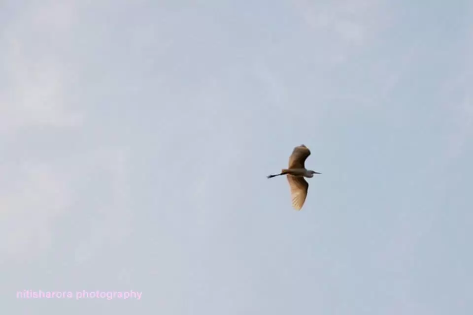 Photo of R S Pura by Nitish Arora