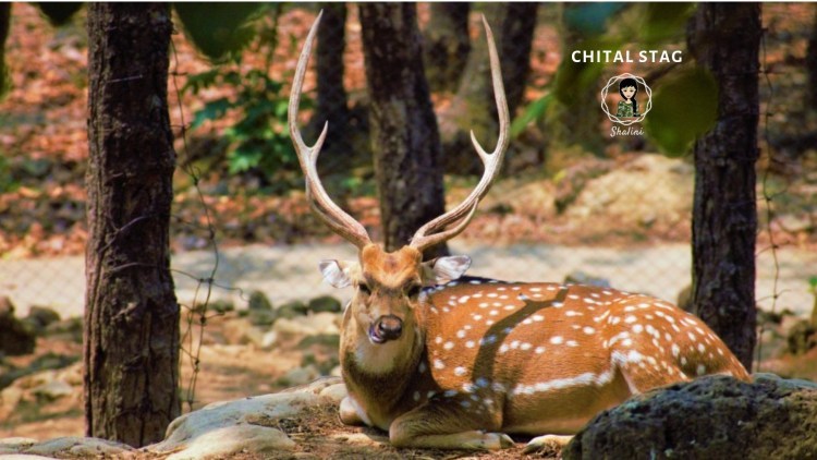 Photo of Garhwal Hills, Uttarakhand - A Travel Guide by Shalini