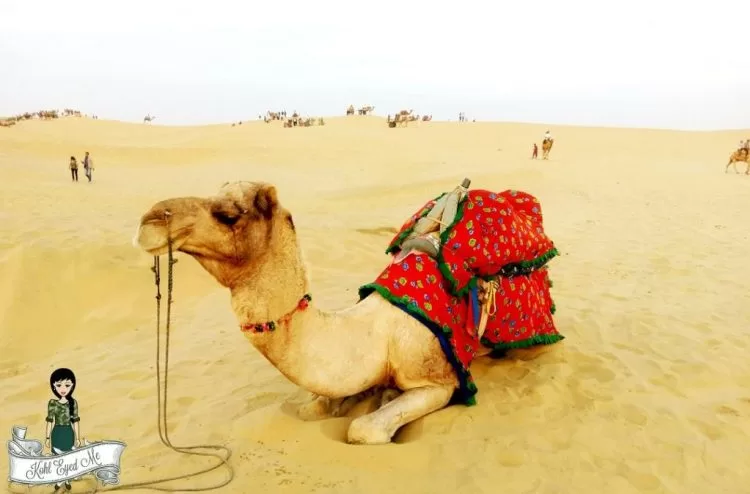 Photo of Why you must do a Camel Safari in Jaisalmer by Shalini