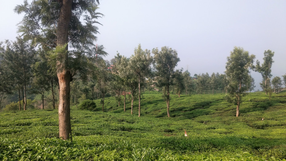 Photo of Creating Memories at Munnar ! 6/10 by The Urban Nomad