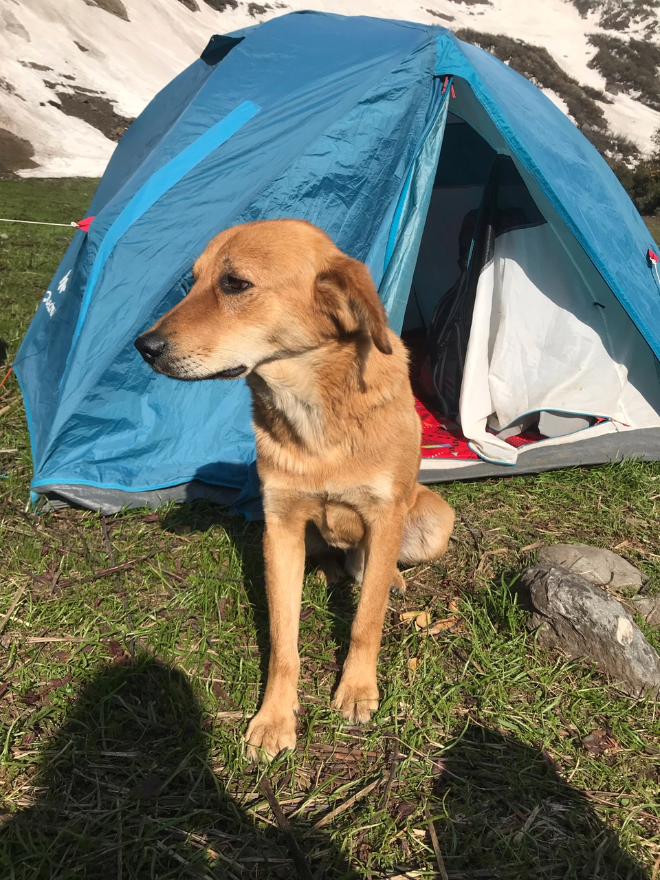 Photo of Sarpass Trek: Everything You Need To Know by Deepti Dabas
