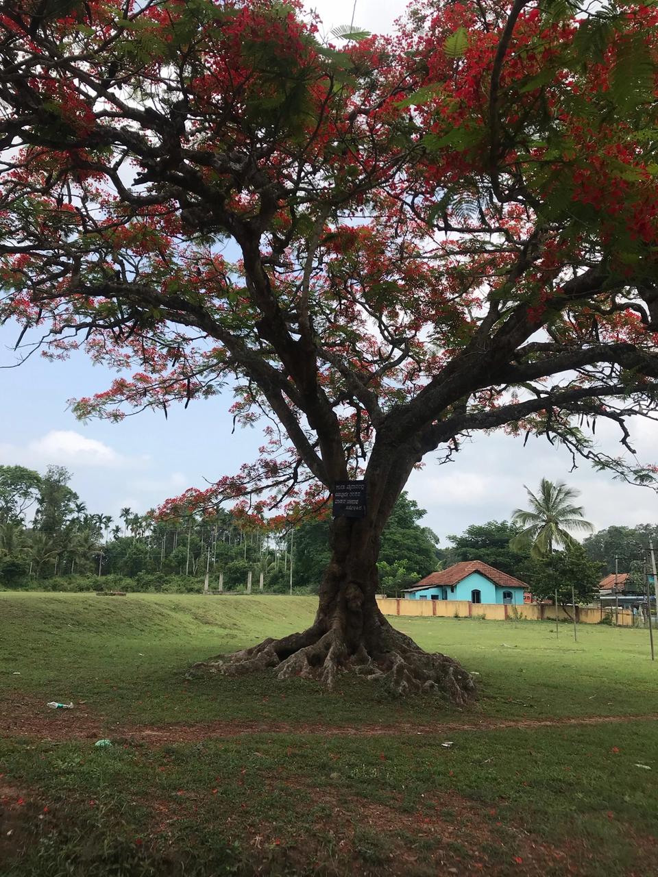 Photo of Dubare Elephant Camp, Nanjarayapatna, Karnataka, India by Akash Vaish