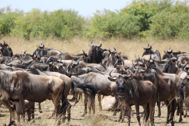 Photo of Kenya - Into the wild wonder by wandernationals