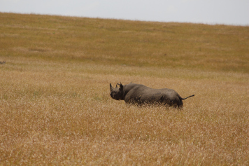 Photo of Kenya - Into the wild wonder by wandernationals