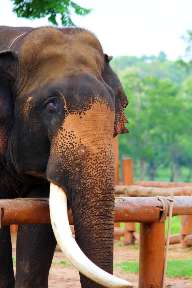 Photo of Coorg, Karnataka, India by Harika Palaparthi