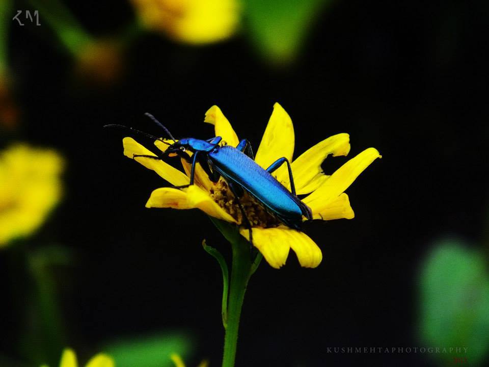 Photo of RATANGAD – Truly a Jewel 3/5 by Kush