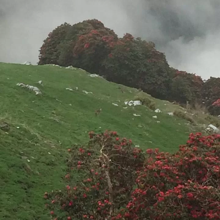 Photo of McLeod Ganj, Dharamshala, Himachal Pradesh, India by The Tropical River