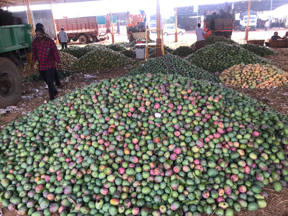 Photo of Srinivaspur, Karnataka, India by Chandana Rao