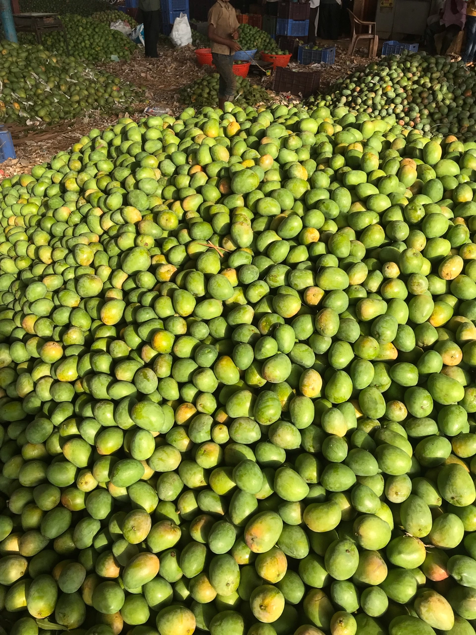 Photo of Srinivaspur, Karnataka, India by Chandana Rao