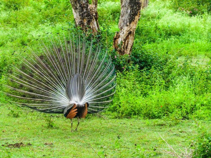 Photo of Bandipur Tiger Reserve. 1/1 by sushant.kanchan