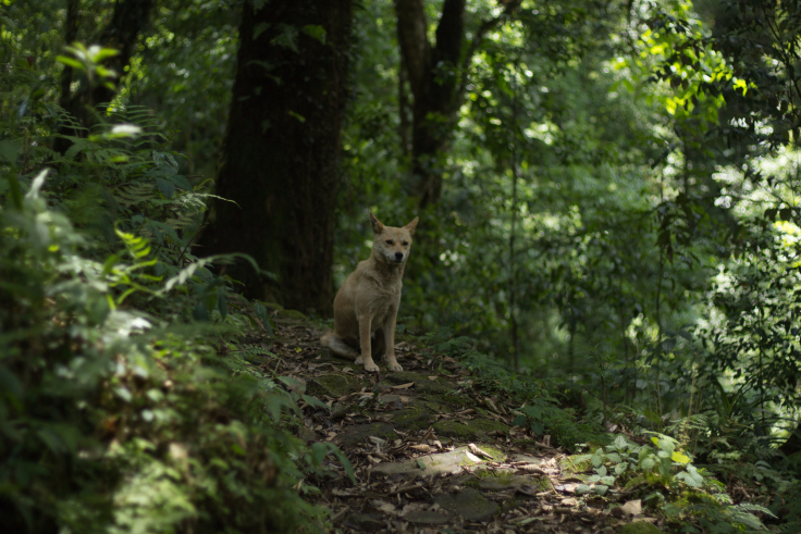 Photo of Khecheoplari Sanctuary Homestay: Wilderness and a pizza! 9/15 by Prakash Chettri