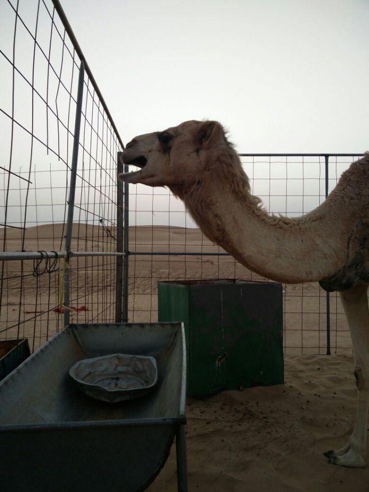 Photo of Al Reem Desert Camp - Overnight Desert Stay in Oman! 4/9 by Sherinscorner