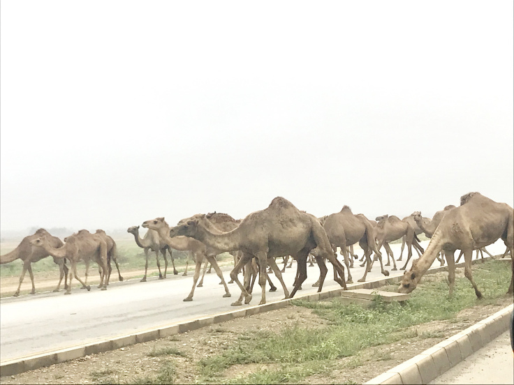 Photo of Road Trip To Salalah from Muscat - Travel Blog! 20/35 by Sherinscorner