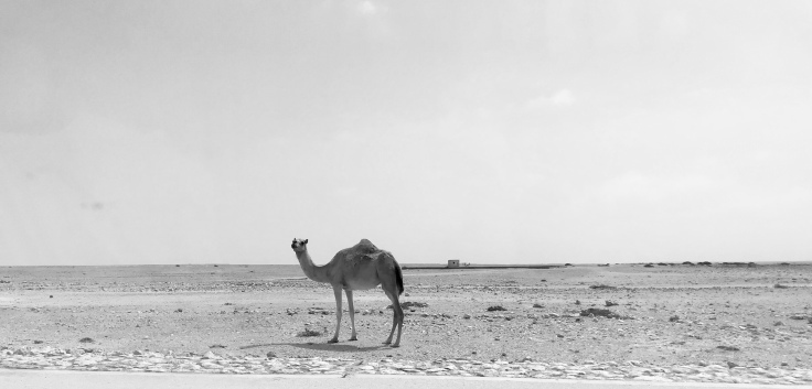 Photo of Road Trip To Salalah from Muscat - Travel Blog! 24/35 by Sherinscorner