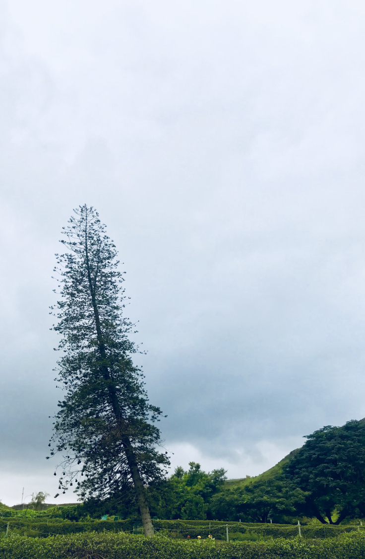 Photo of Road Trip To Salalah from Muscat - Travel Blog! 30/35 by Sherinscorner