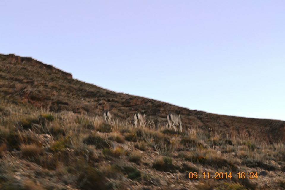 Photo of Spiti & Kinnaur 16/49 by mukherjee.sumonto