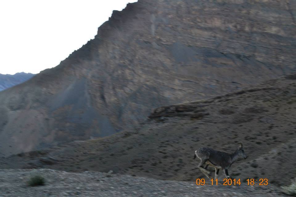 Photo of Spiti & Kinnaur 14/49 by mukherjee.sumonto