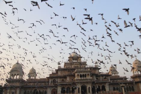 Photo of Jaipur-बाबुमुशाई जिंदगी बड़ी होनी चाहिये , लम्बी नहीं 15/28 by Mohal Banker