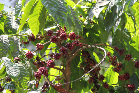 Photo of Chikmagalur & Gokarna- Ideas are no one's monopoly, but to execute the idea is a monopoly. 1/19 by Mohal Banker